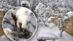 Ett hot under ett vitt täcke: när för mycket snö kan skada växter