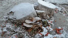 Stubbarna på tomten försvinner av sig själva: 3 bästa sätt utan att behöva kalla in en traktor